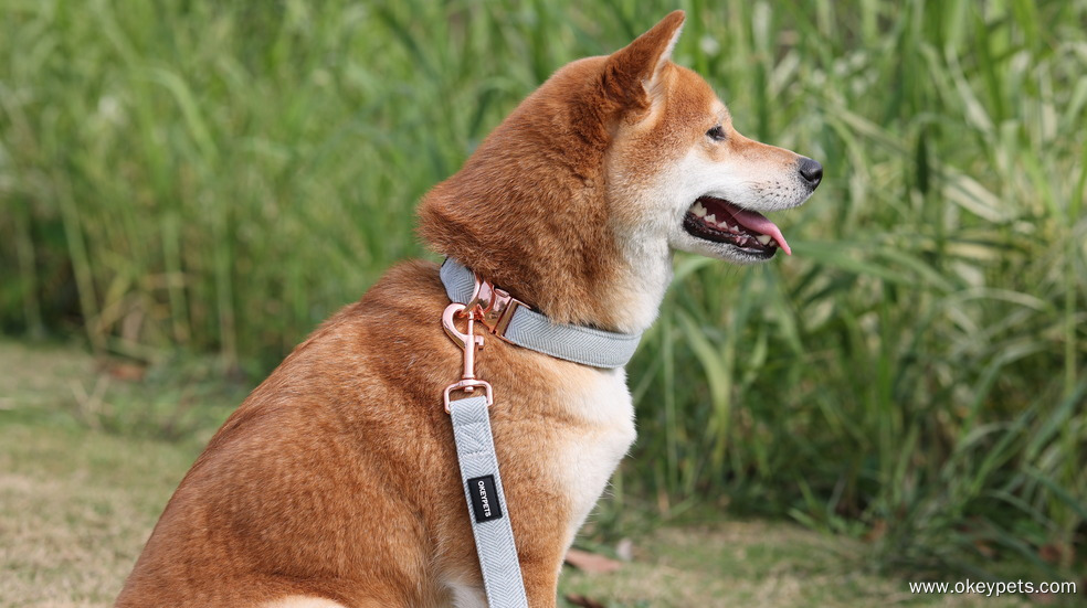 مواد مختلفة لأطواق الكلاب 3