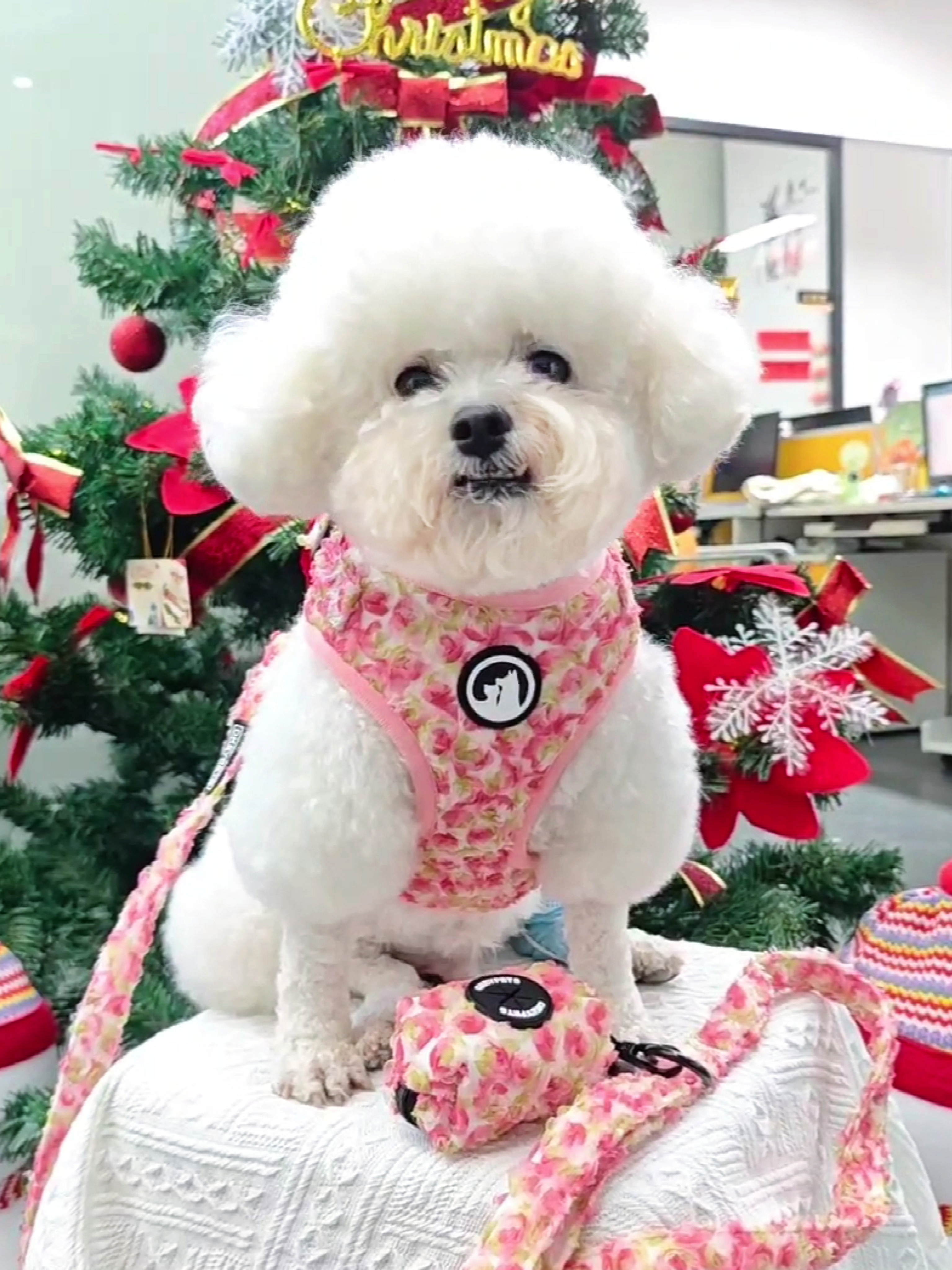 Ensemble harnais pour chien ajustable et personnalisé au crochet de fleurs, collier et laisse pour chien 26