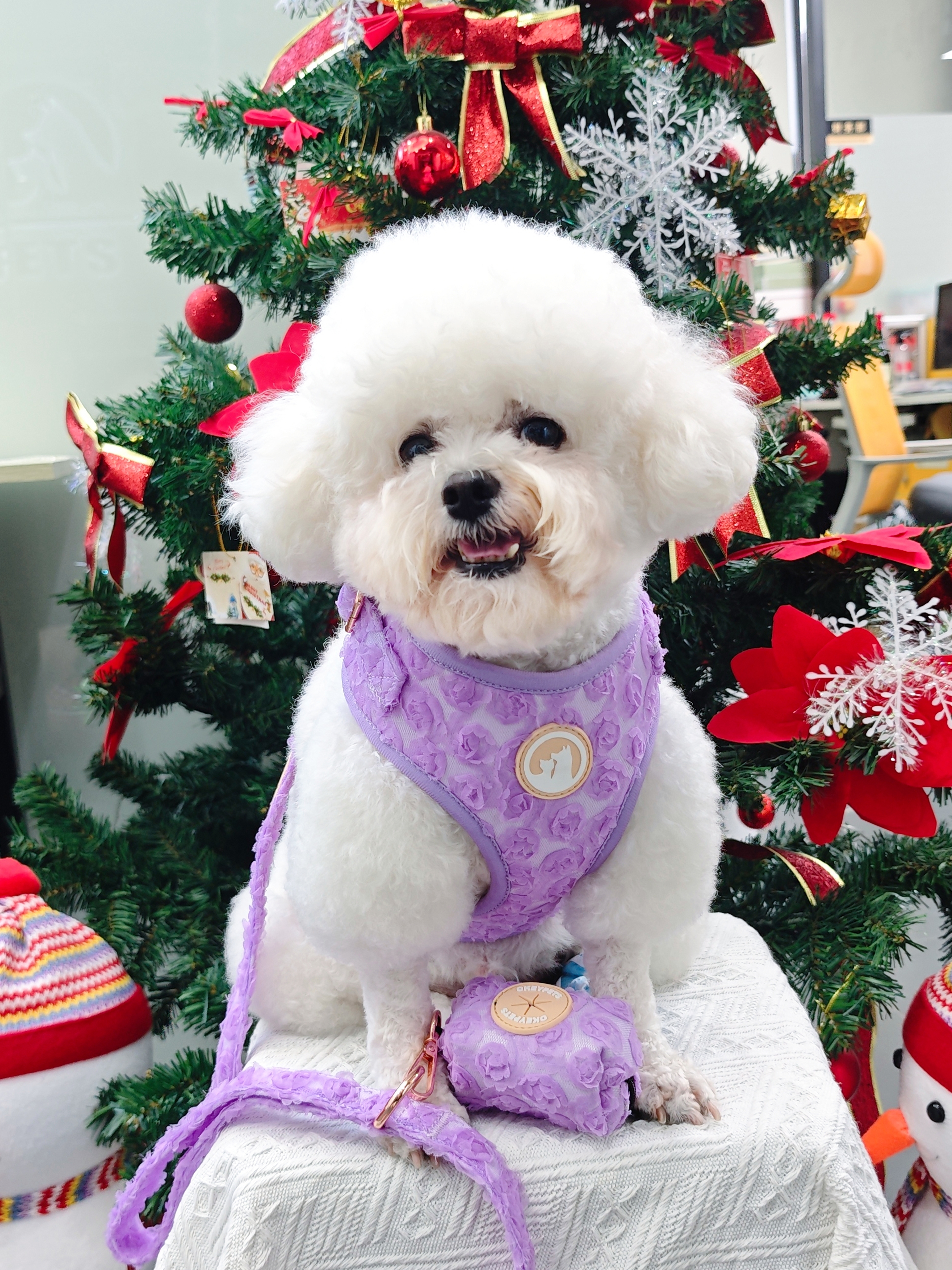 Ensemble harnais pour chien ajustable et personnalisé au crochet de fleurs, collier et laisse pour chien 27