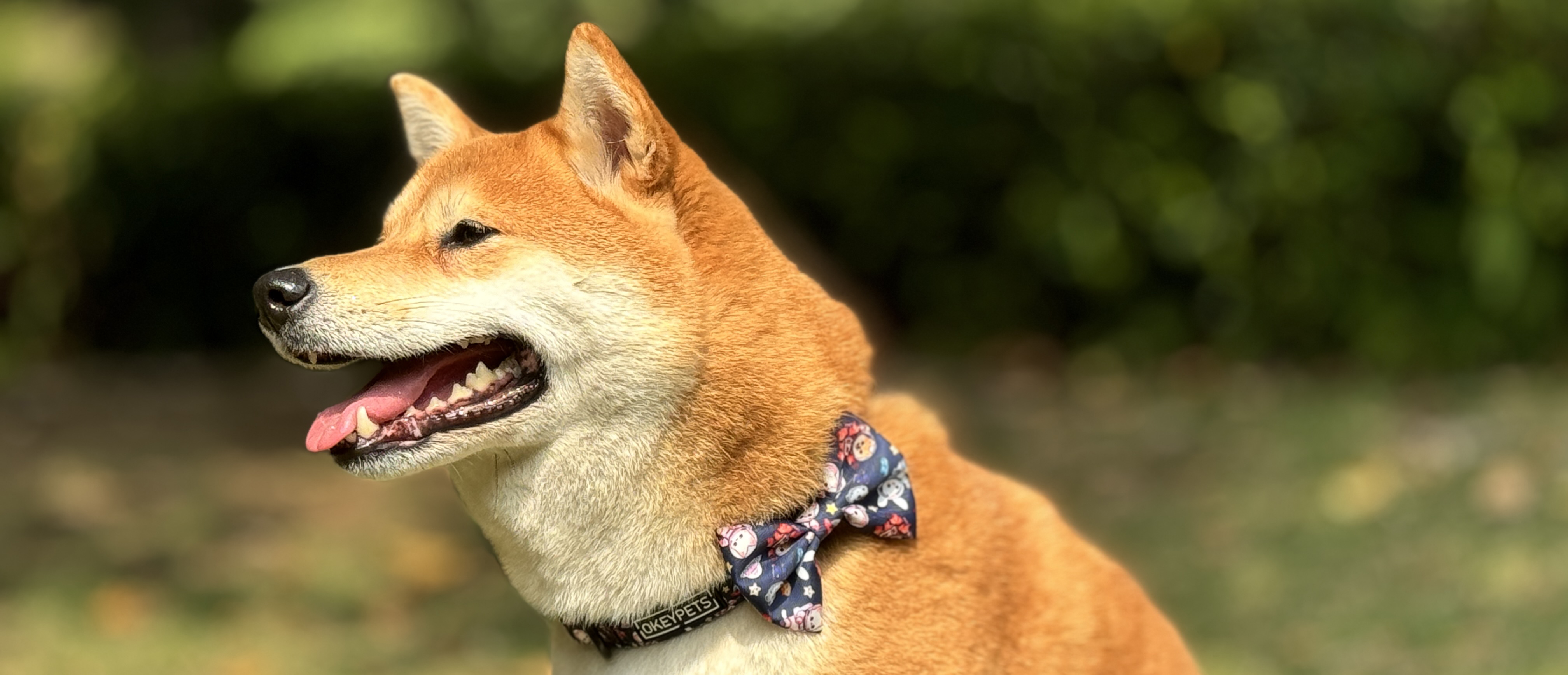 Carte en papier personnalisée avec impression de nœuds papillon pour chiots et chats, nœud papillon mignon pour chien 8