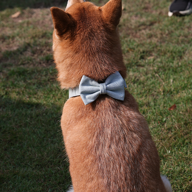 Nœud papillon en denim pour chien, accessoire personnalisé pour animaux de compagnie, nœud papillon mignon et tendance pour chiot avec collier 16