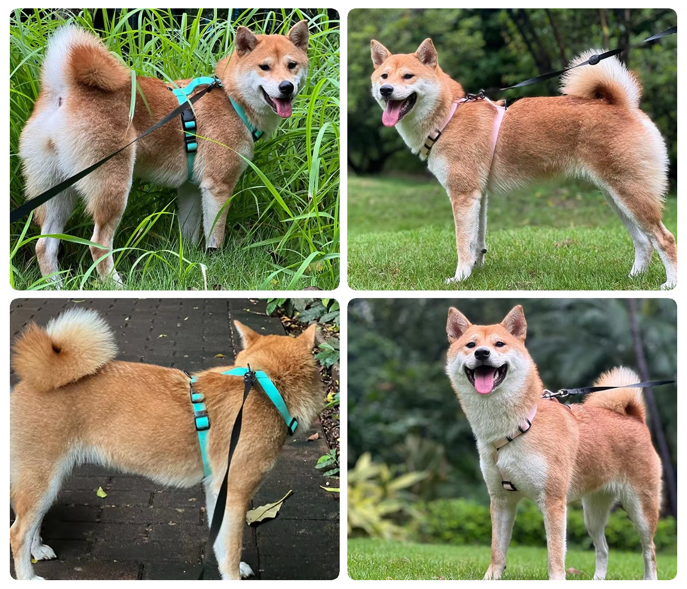 OKEYPETS, fabricant de colliers, harnais et laisses personnalisés en PVC pour chiens 20