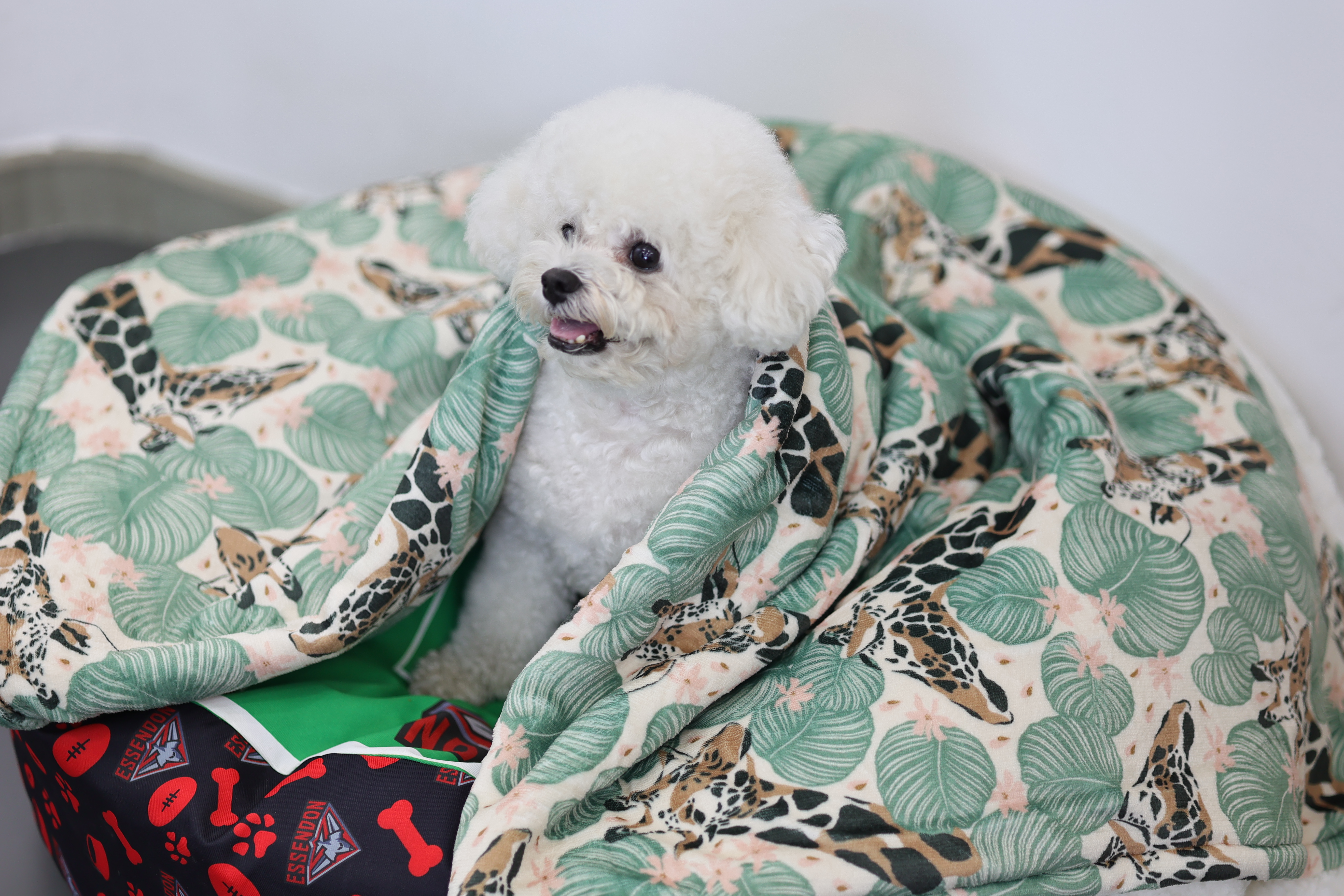 Couverture pour chien personnalisable Pet Factory en sherpa, impression par sublimation, couverture mignonne pour animaux de compagnie 9