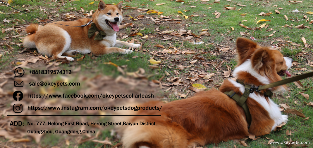 Ensemble de harnais pour chien personnalisé, réglable, anti-traction, couleur tendance. 23