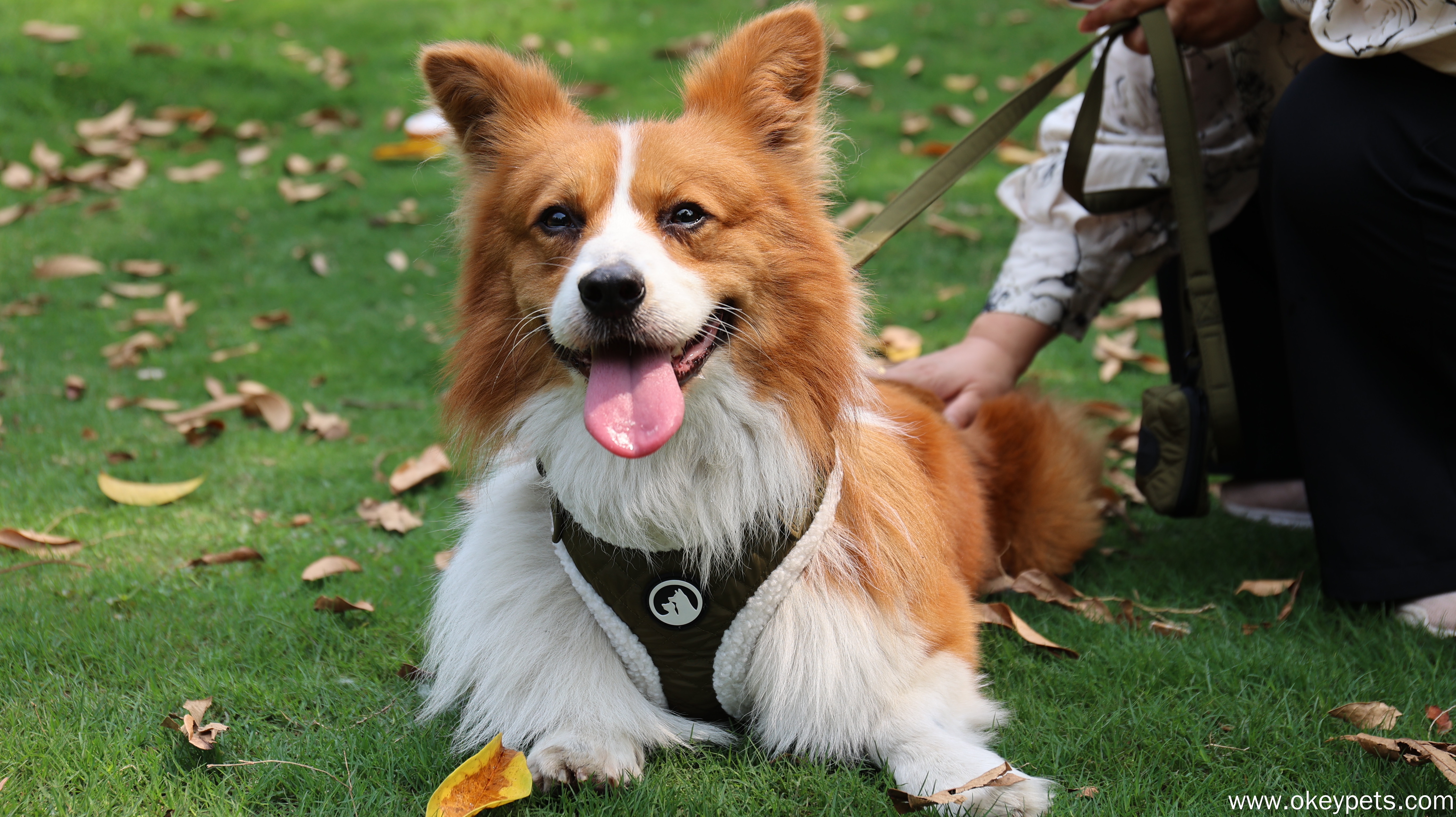 Ensemble harnais pour chien vert armée sur mesure, harnais chaud pour chien, laisse et collier. 6