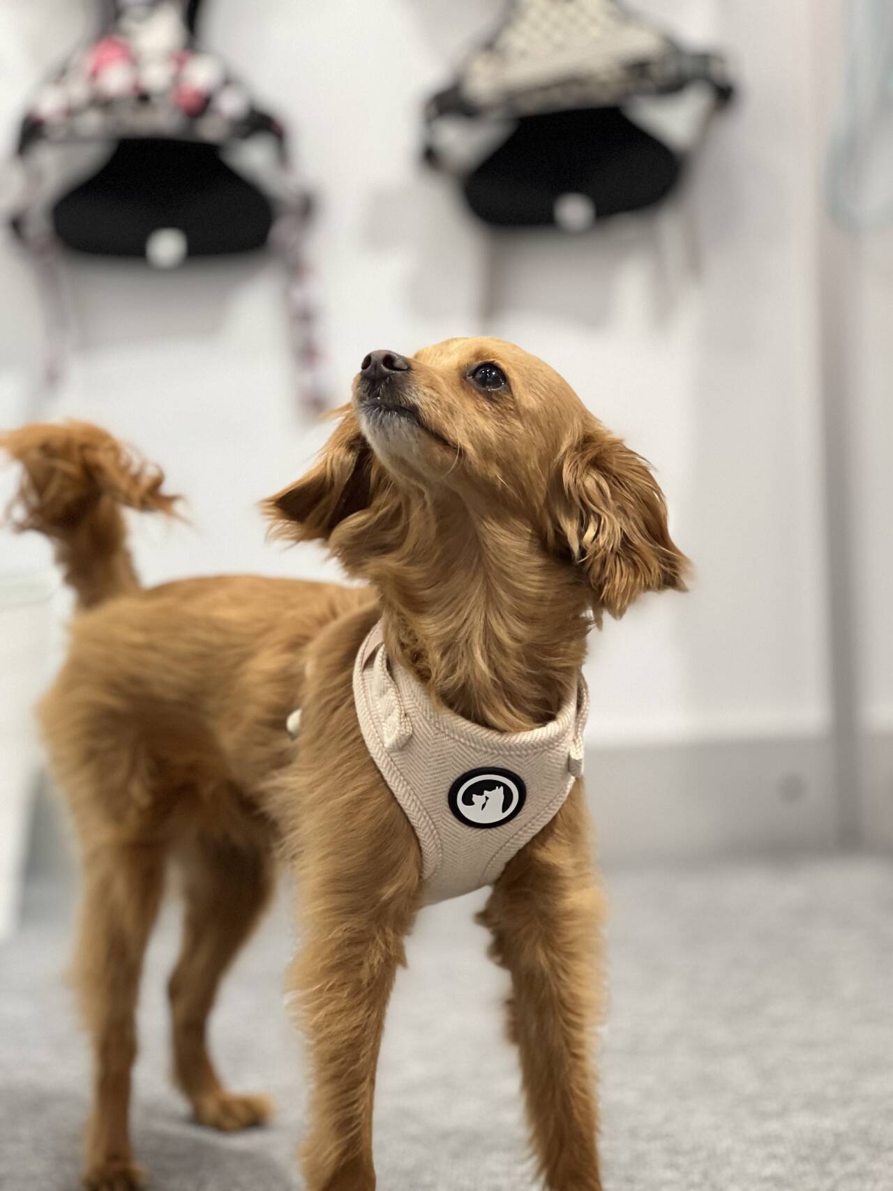 Ensemble harnais pour chien en tweed et sergé pour promenades en extérieur 26