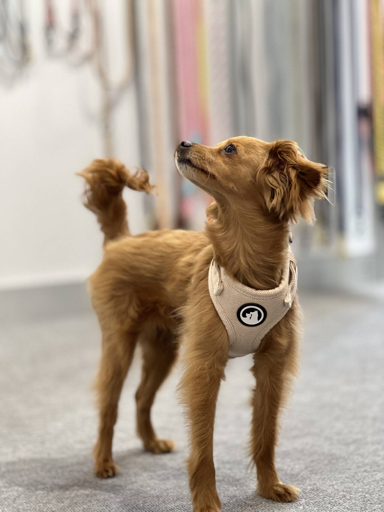 Ensemble harnais pour chien en tweed et sergé pour promenades en extérieur 28