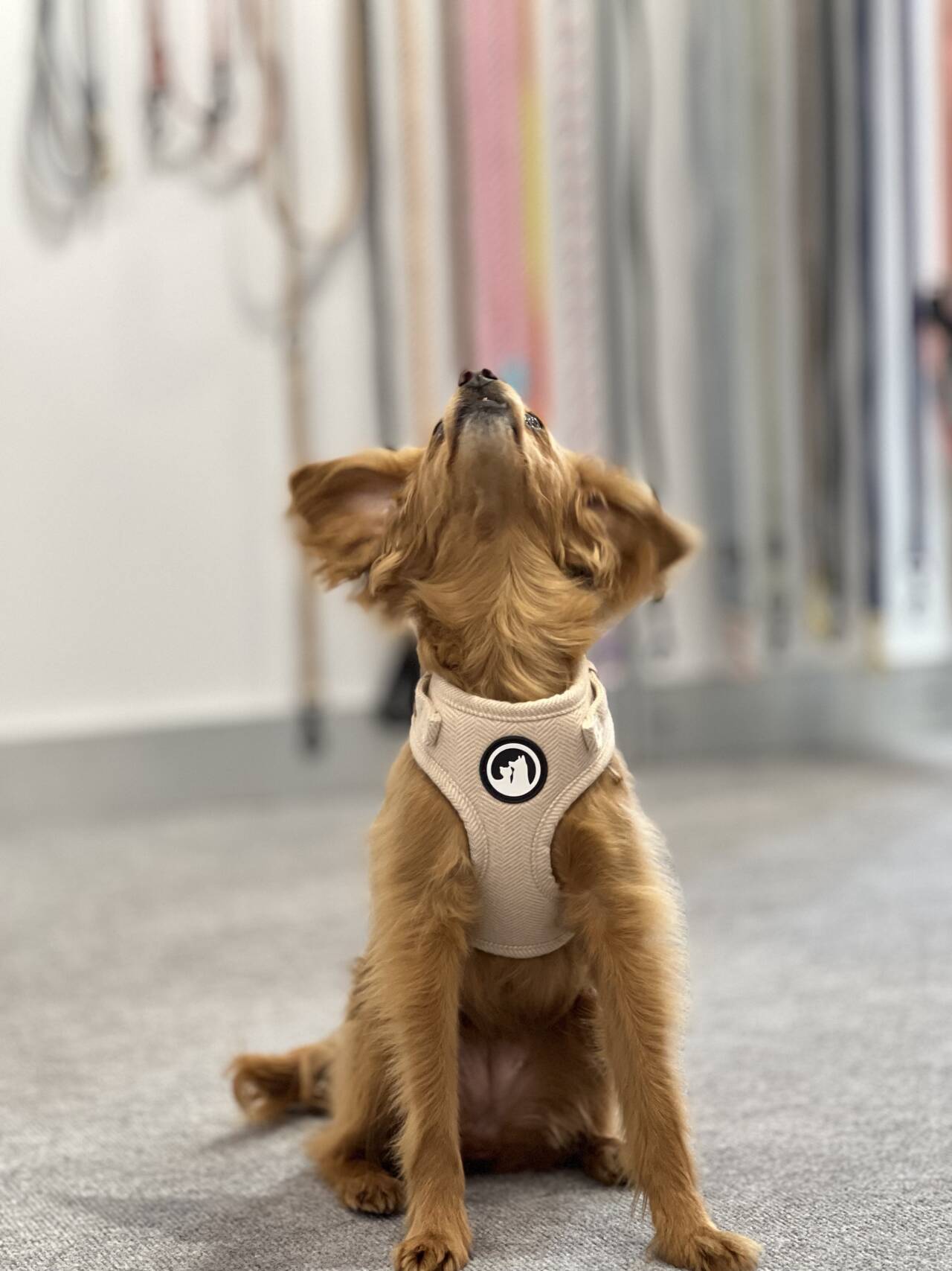 Ensemble harnais pour chien en tweed et sergé pour promenades en extérieur 27