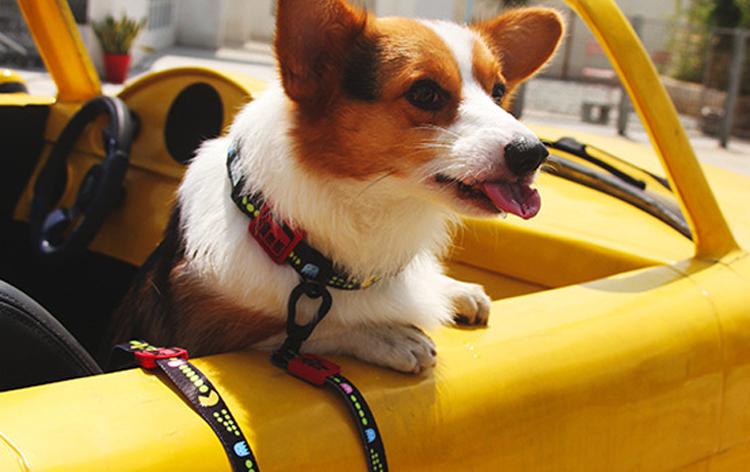 Collier pour chien en gros, collier ajustable avec boucle à dégagement rapide 22
