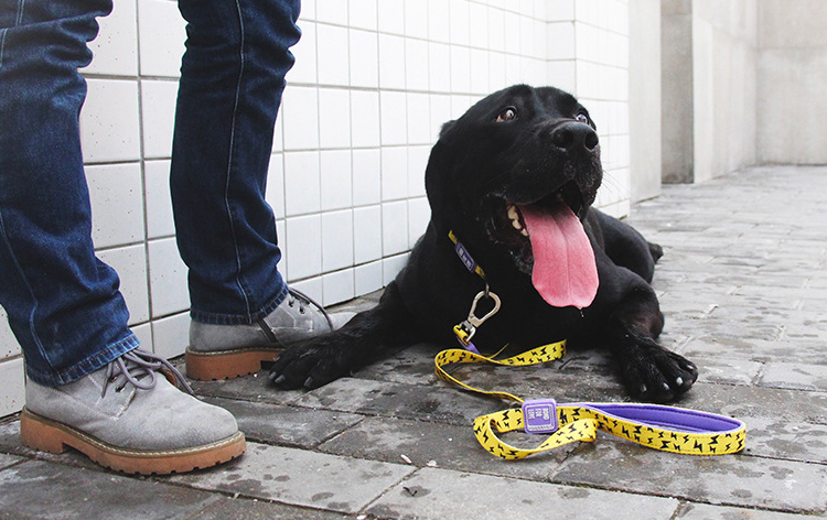 Collier pour chien en gros, collier ajustable avec boucle à dégagement rapide 21