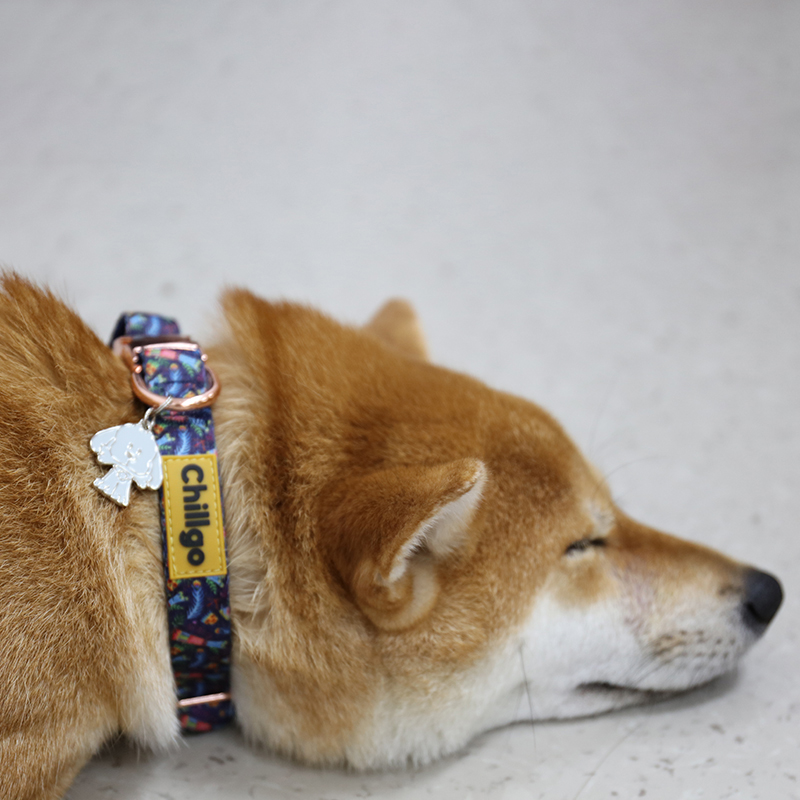 Médaille d'identification personnalisée pour chien, double face, en acier inoxydable gravée en profondeur 19
