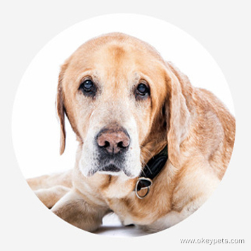 Fournitures pour animaux de compagnie en gros : sangles de poitrine, harnais de rééducation pour chiens, harnais de levage auxiliaire pour chiens. 16