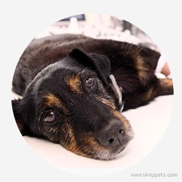 Fournitures pour animaux de compagnie en gros : sangles de poitrine, harnais de rééducation pour chiens, harnais de levage auxiliaire pour chiens. 15