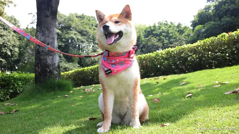 OKEYPETS Niestandardowa, wygodna chusta trójkątna z nadrukiem dla zwierząt domowych, szalik dla psa, chusta dla zwierząt domowych 1