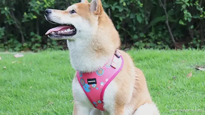 Harnais réversible anti-traction pour chien, gilet pour animaux de compagnie imprimé par sublimation, vente en gros 1