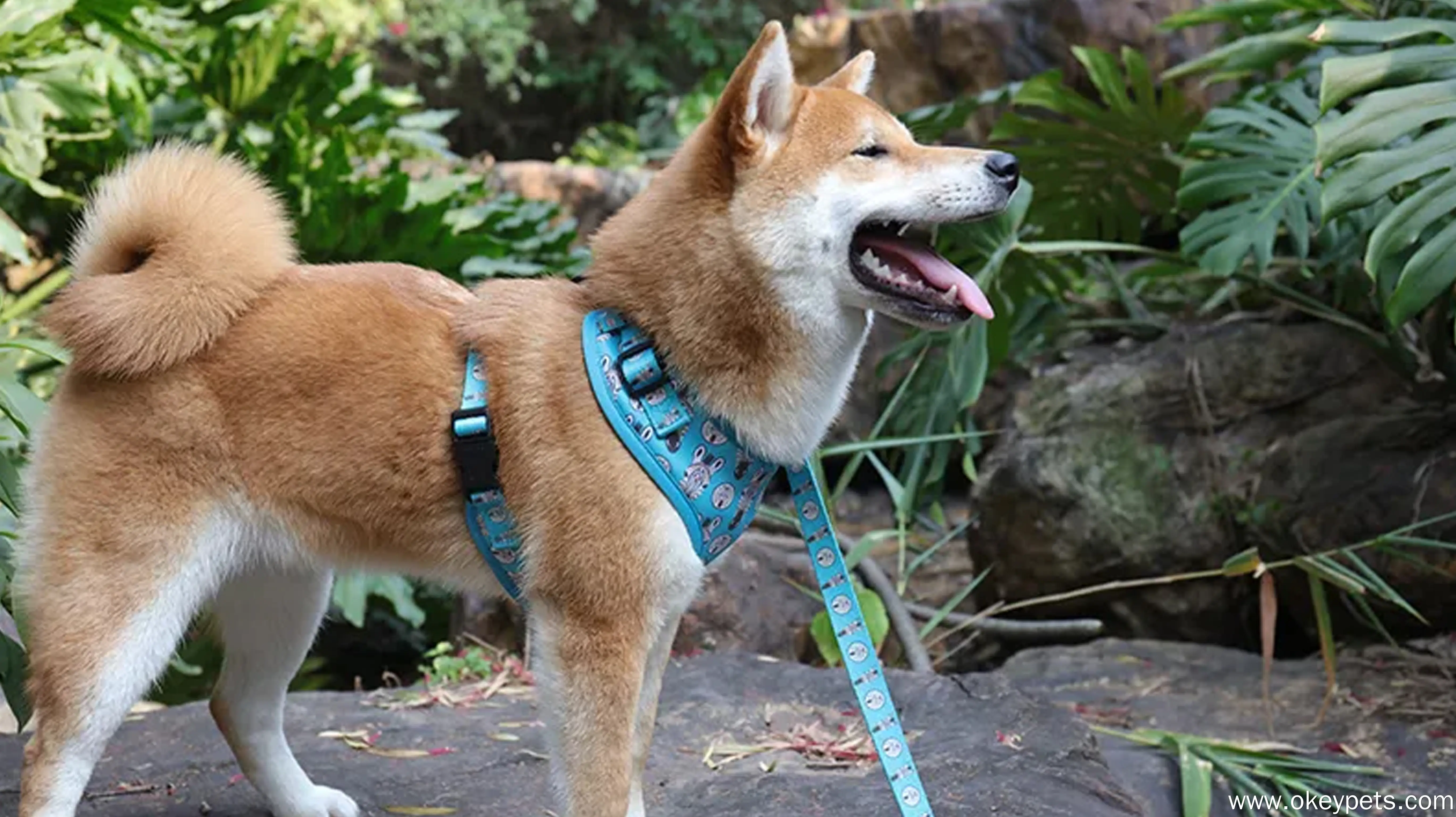 Harnais pour chien Step In, motif imprimé bleu, réglable et réversible. 1