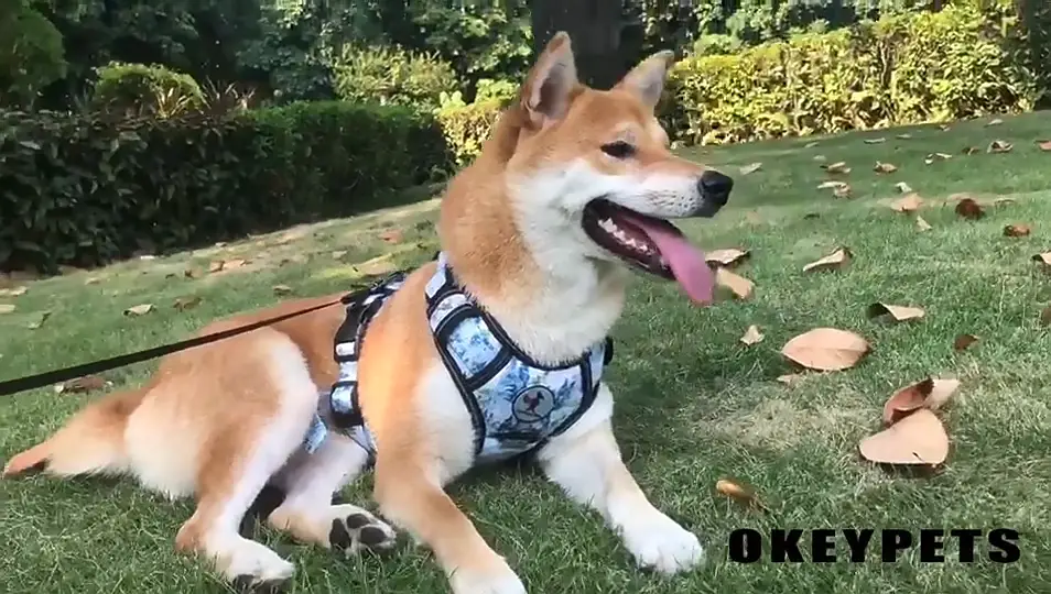 Harnais ajustable pour chien, gilet réfléchissant robuste, harnais de sécurité pour chien de chasse, harnais réfléchissant pour chien. 1