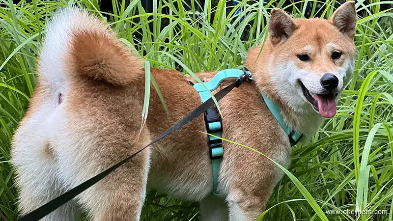 Harnais pour chien en PVC de qualité, idéal pour la randonnée et adapté aux grands chiens. 1