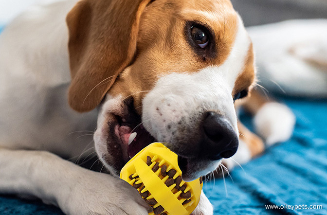 Balle en caoutchouc pour animaux de compagnie, jouet anti-morsure et casse-tête pour soulager les douleurs dentaires et résister aux morsures. 9