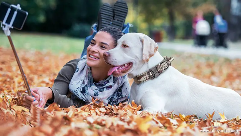 Kolar Anjing Taktikal Borong Kolar Anjing Tugas Berat Boleh Laras dengan Pemegang 1