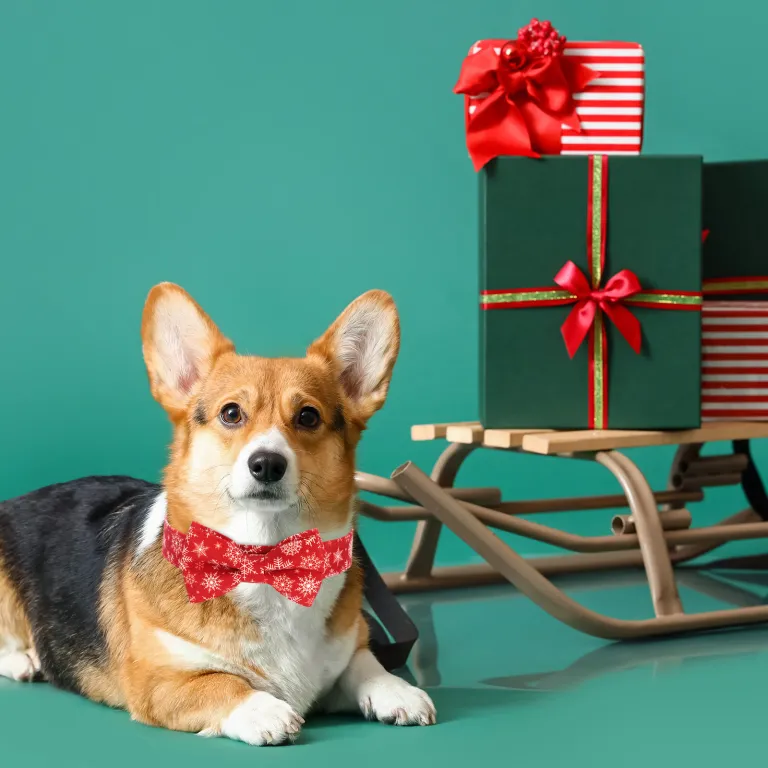  Ensemble nœud papillon de Noël et collier pour chien