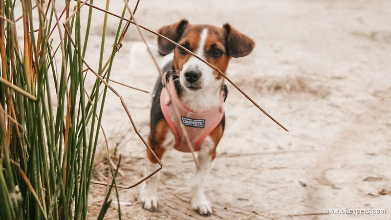 Individuell bedrucktes Neopren-Hundegeschirr, Halsband und Leine von OKEYPETS