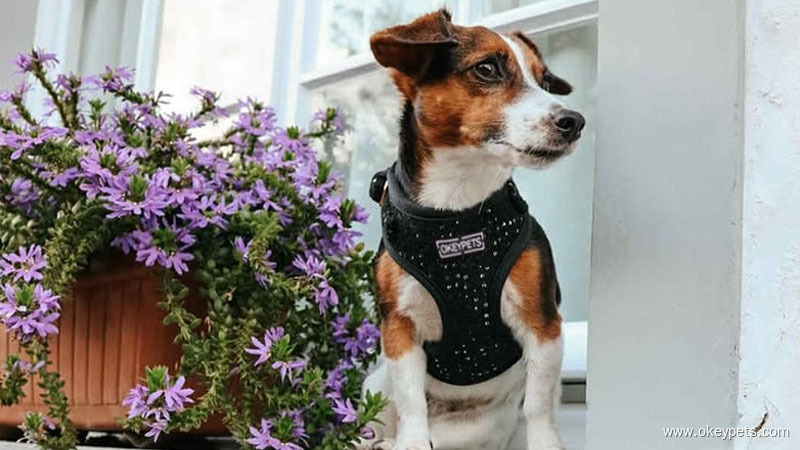 Farbenfrohes Hundegeschirr-, Halsband- und Leinen-Set aus Neopren-Mesh, entworfen von OKEYPETS