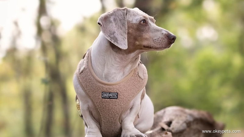 OKEYPETS maßgefertigtes Hundegeschirr, Halsband und Leinen-Set