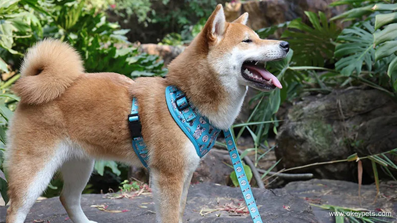 OKEYPETS maßgefertigtes Hundegeschirr- und Leinen-Set aus Cord in weichem, komfortablem Stoff