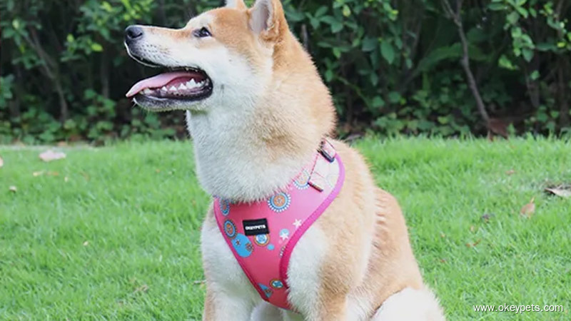 Verstellbares Hundegeschirr für Haustiere – neues Design von OKEYPETS