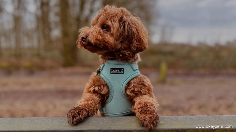 Madra ag caitheamh úim madra neamh-tharraingthe OKEYPETS, ag léiriú glanadh agus cothabháil ghairmiúil do bhrandaí agus do mhiondíoltóirí peataí.