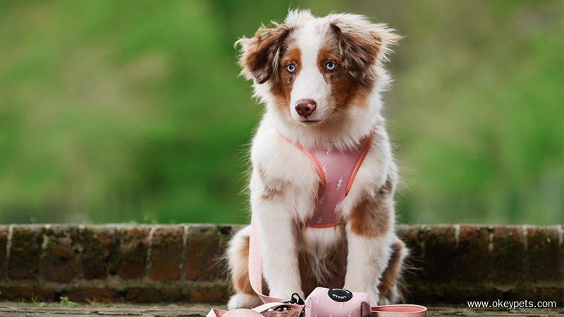  Tacar úim nua do mhadraí déanta as neoipéirin agus poileistear, gabhálas mórdhíola peataí buan ó OKEYPETS.