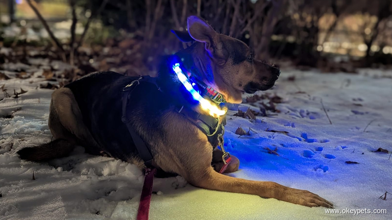  Illustration de la vision nocturne d'un chien comparée à celle d'un humain, montrant pourquoi les colliers LED pour chiens paraissent plus lumineux aux chiens.