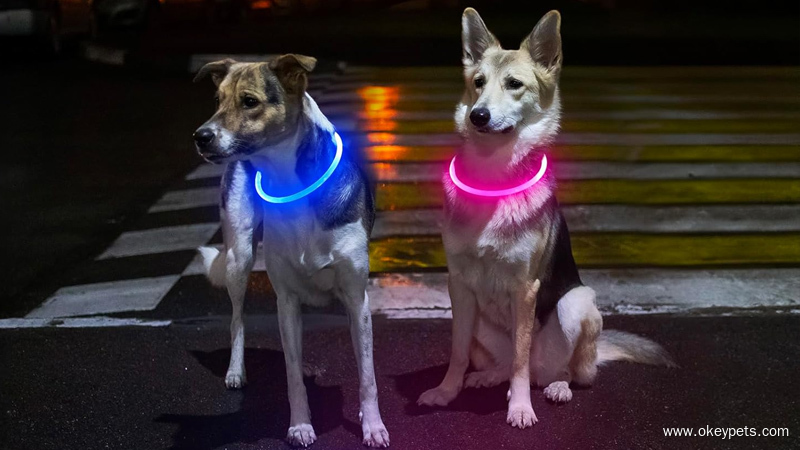  Chien portant un collier LED à lumière fixe marchant avec son maître dans une rue de la ville la nuit.