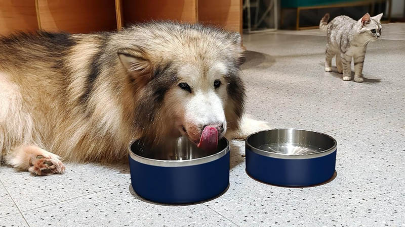 Gamelle pour chien en acier inoxydable recommandée par les vétérinaires, à placer sur un sol propre pour une hygiène optimale.