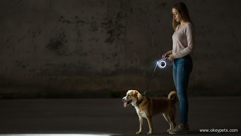 Pes nosí štýlovú šatku na mieru – Sprievodca OKEYPETS pre výber perfektnej šatky pre psa