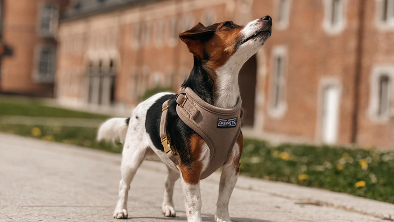  Harnais pour chien en velours côtelé souple et laisse assortie conçus pour des promenades quotidiennes confortables