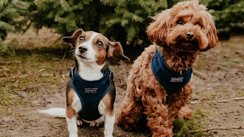  Ensemble harnais et laisse pour chien en velours uni avec étiquette de marque personnalisée en PVC