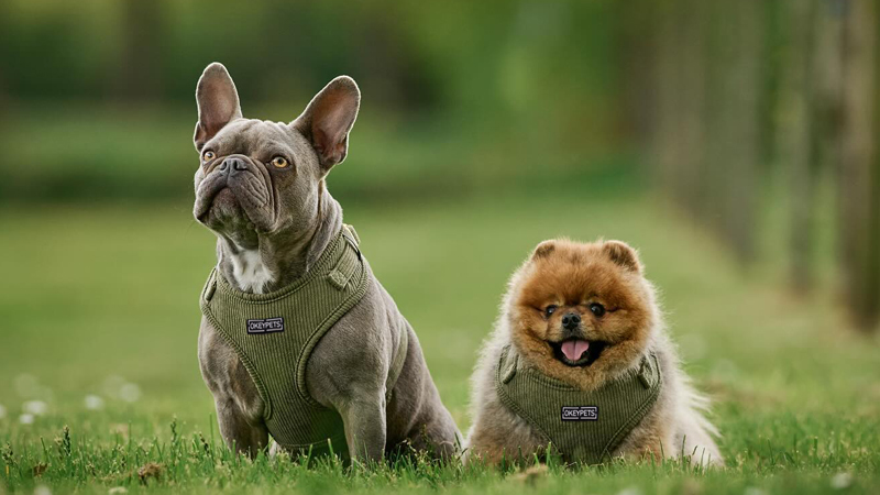  Un chiot portant un harnais bien ajusté se promène à l'extérieur lors d'une courte première promenade tranquille.