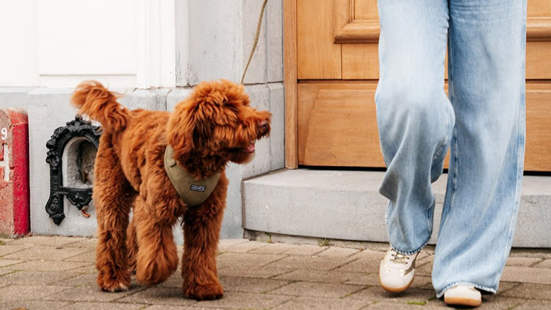  Jeune chiot portant un harnais souple OKEYPETS pendant qu'il apprend à marcher en laisse avec son propriétaire