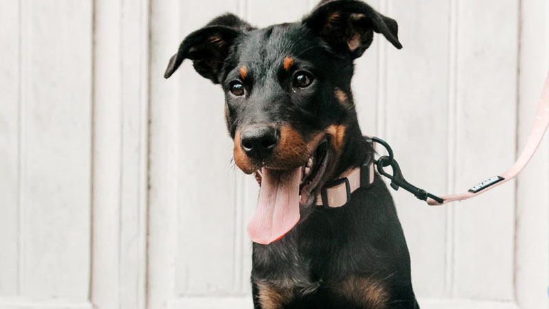 Pandangan dekat kolar anjing rata yang dilaraskan supaya dua jari boleh muat dengan kemas di bawahnya