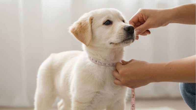 Orang yang menggunakan pita pengukur lembut di leher anjing untuk mencari saiz kolar yang betul
