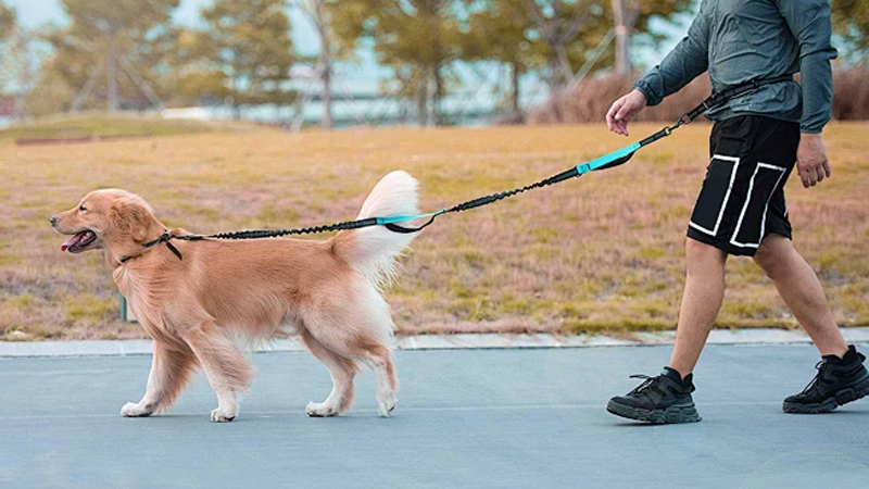 10 Soláthraí Barr de Léasanna Madraí Bungee Saorláimhe 3