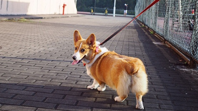 10 Soláthraí Barr de Léasanna Madraí Bungee Saorláimhe 1