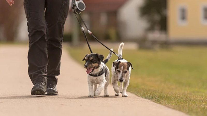 B2B Köpguide: Topp 10 OEM Hundkoppel Tillverkare 1