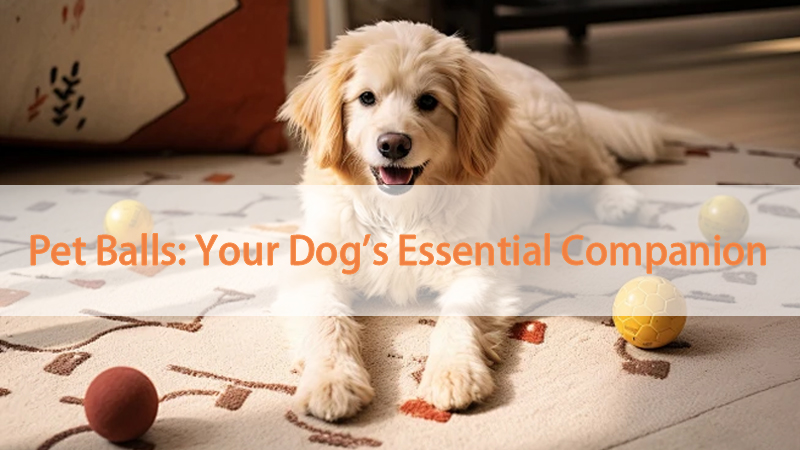 Balles pour animaux de compagnie : le compagnon indispensable de votre chien 1