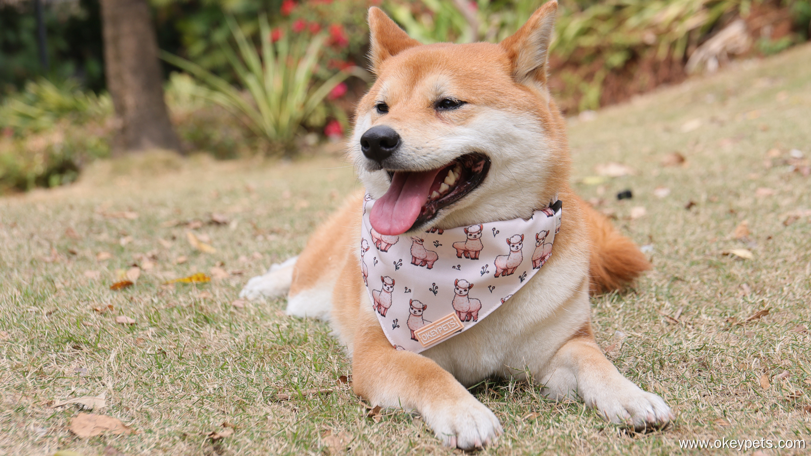 Der ultimative Leitfaden zur Auswahl des perfekten Hundehalstuchs 1