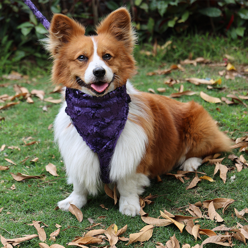 2025 OKEYEPTS Vyšívaný postroj pro psy Nový přírůstek 2