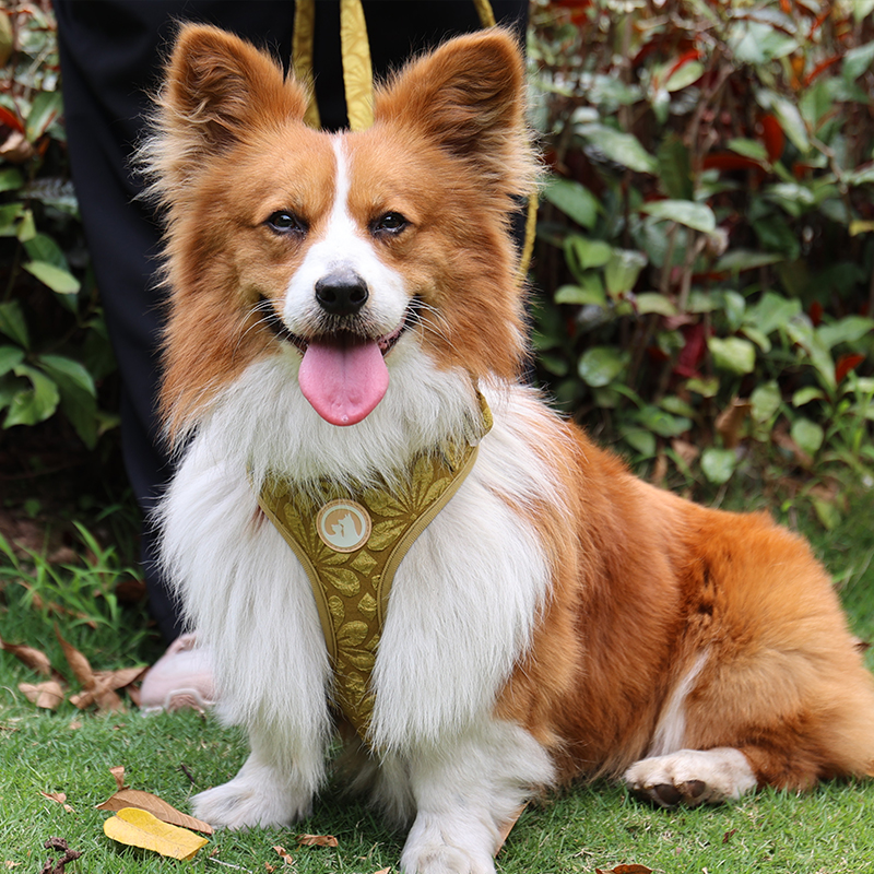 2025 OKEYEPTS Vyšívaný postroj pro psy Nový přírůstek 1