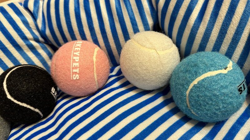 Prečo psy milujú tenisové loptičky pre psov a ako si vybrať tú správnu 2